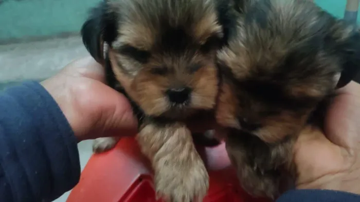 Filhote Yorkshire Terrier, Amor puro, carinho sincero e muitas brincadeiras garantidas!