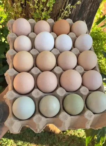 Ovos galados galinha caipira, glc, carijó com galo Indio.