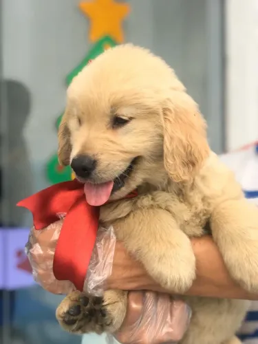 Golden Retriever - Macho vermifugado com 62 dias, suporte veterinário- Daniela Lima