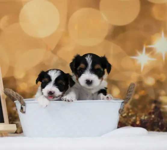 Biewer Terrier Fêmea Tricolor Filhote de Companhia Ideal para Seu Dia a Dia