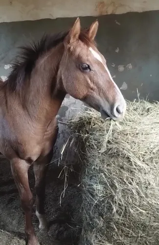 Feno Massai cavalo rolo 85kg