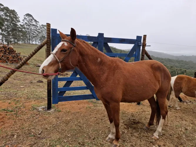 Cavalos e Eguas para venda