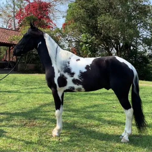 Cobertura Cavalo homozigoto marcha picada