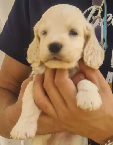 Cocker Spaniel Inglês filhote