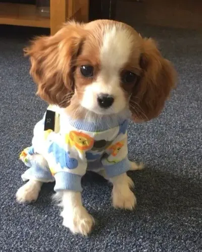Cavalier King Charles Spaniel