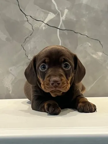 Filhote de Dachshund chocolate - pet