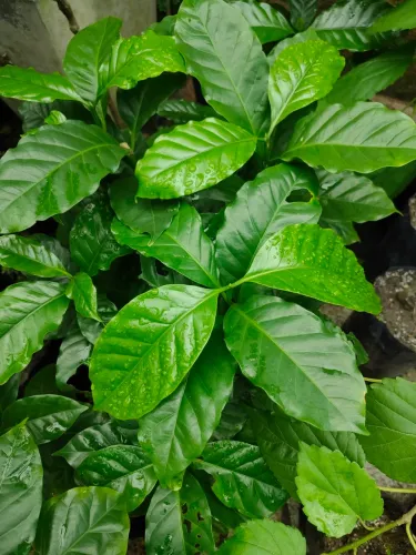 Mudas de Café arábica e conilon