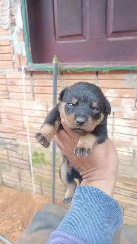 Filhotes de rottweiler 