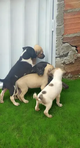 Doação desse lindos filhotes 