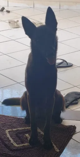 Filhotes pastor belga malinoas 