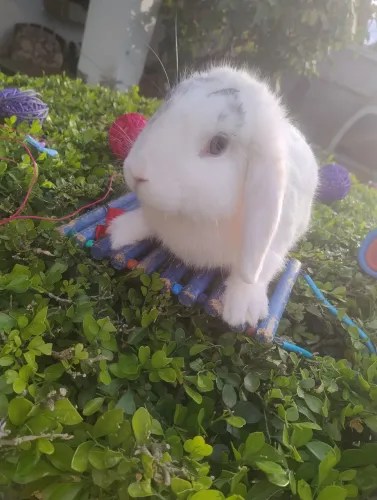 Coelho Mini lop disponível