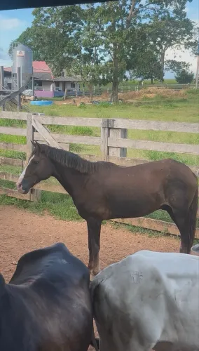 Vende-se esse cavalo 