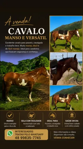 cavalo a venda - Oveiro Bragado
