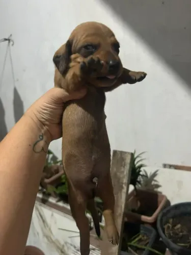 Dachshund para reserva
