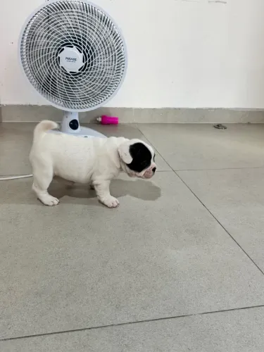Buldogue francês fêmea