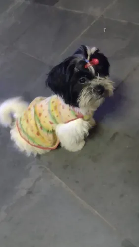 Filhote de shih Tzu nasceram dia 28 de Abril vermifugado
