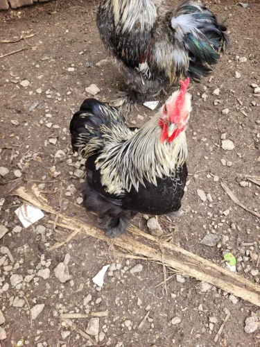Galinha