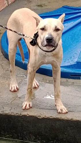 Doa se um filhote de Pit Bull