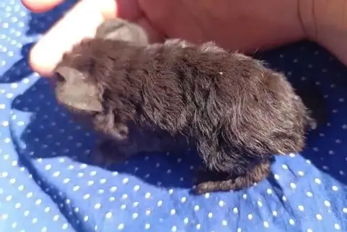 Porquinho da Índia