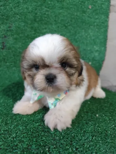 Shih Tzu macho