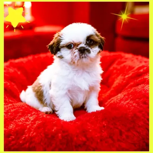 Lindo demais!!! Filhote de Shih tzu macho!!!