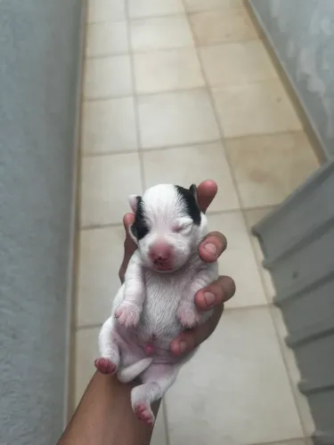 Filhotes de jack russel 