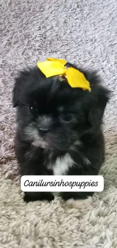 lhasa apso confiança credibilidade unica