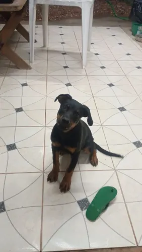 Filhote de Rottweiler macho 