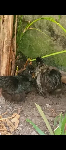 Casal de sedosas do Japão