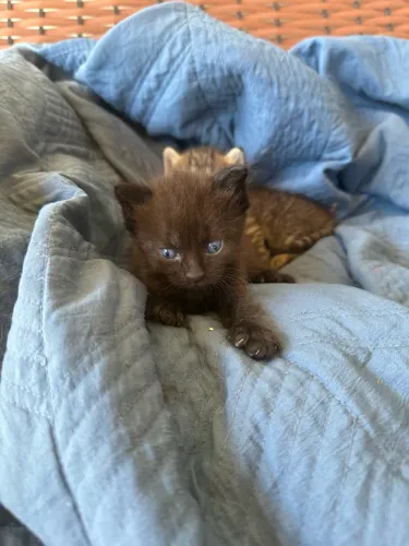 Maine coon 