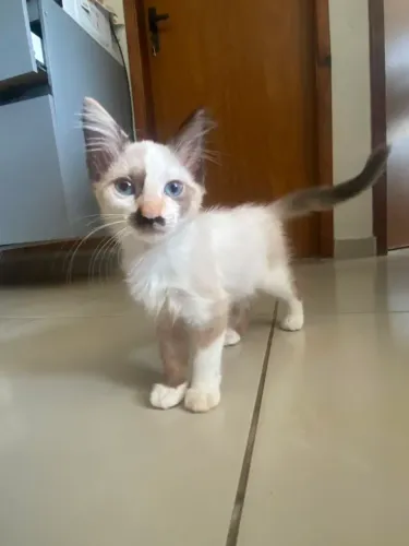 4 Gatinhos Filhotes de 2 Meses