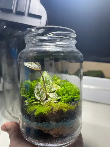 Terrário 