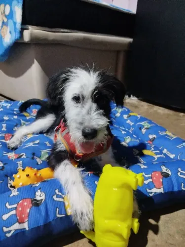 Cachorro macho para doação