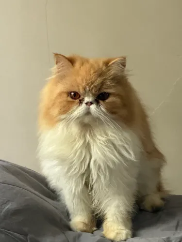 Vendo gato macho adulto 800
