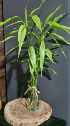 Bambu-da-Sorte