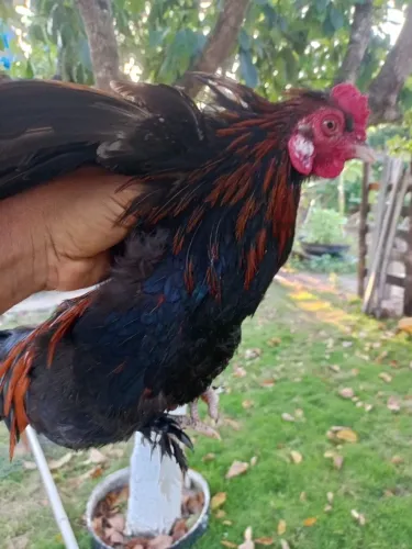 Galo nagazik