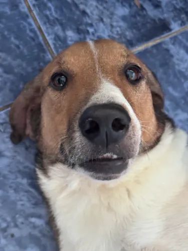 Cachorro porte grande