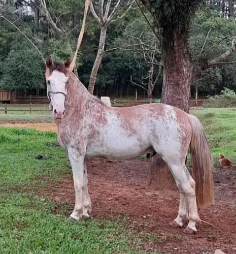 Oveiro Salgo - Oportunidade Única