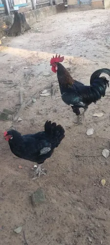 Galo e Galinha Caipira