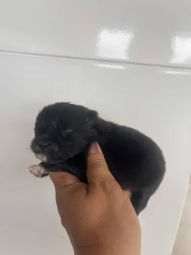 Lulu da pomeranea fêmea