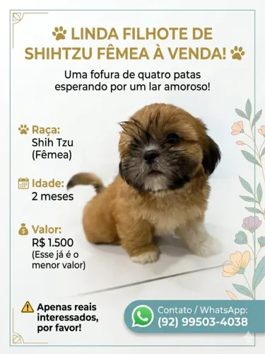 Última shitzu fêmea valor do anúncio