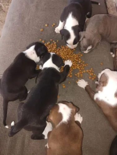 Vendas de cachorro pit bull red nose