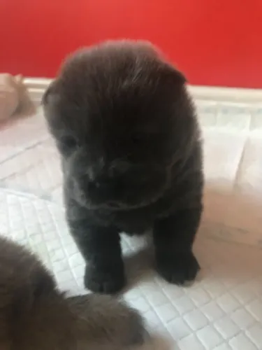 Chow Chow,Chow Chow Filhote Top Padrão da Raça