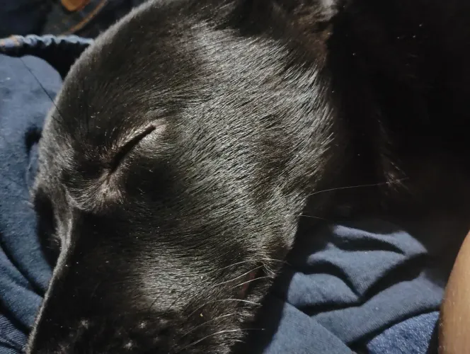 Estou doando um cachorrinho 