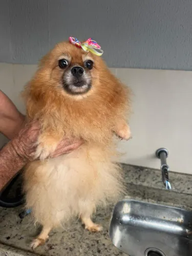 Spitz laranja 