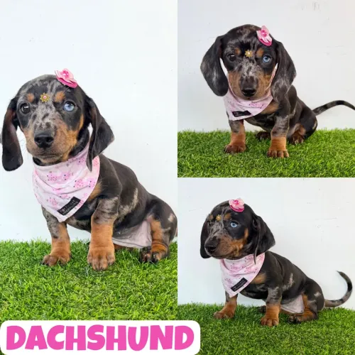 Linda Fêmea de Dachshund Arlequim (Basset, Cofap, Teckel) aqui no Puppy Stop