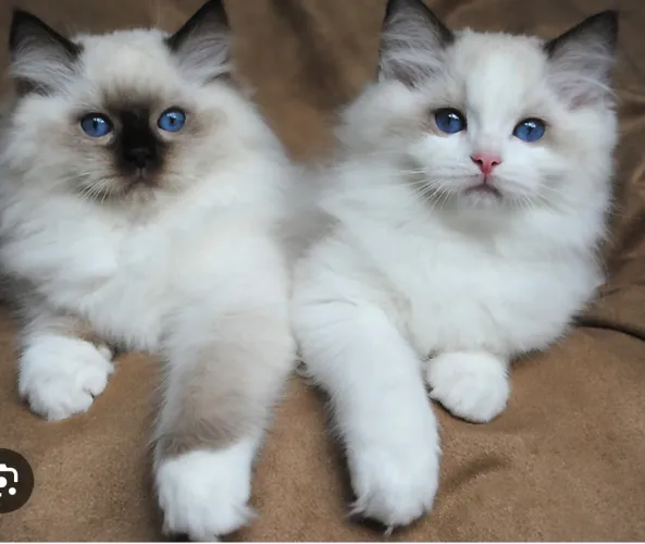 Ragdoll-filhotes pra reserva 
