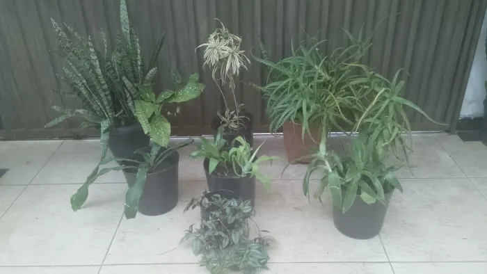 Combo de plantas