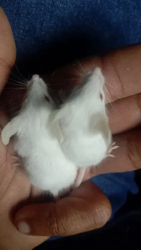 Camundongos vivos
