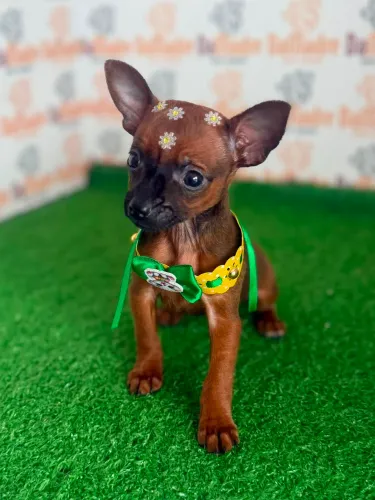Pinscher Fêmea 